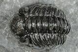 Phacopid (Adrisiops) Trilobite - Jbel Oudriss, Morocco #245293-5
